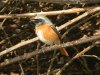 Redstart at Gunners Park (Steve Arlow) (129503 bytes) Redstart at Gunners Park (Steve Arlow) (129503 bytes)